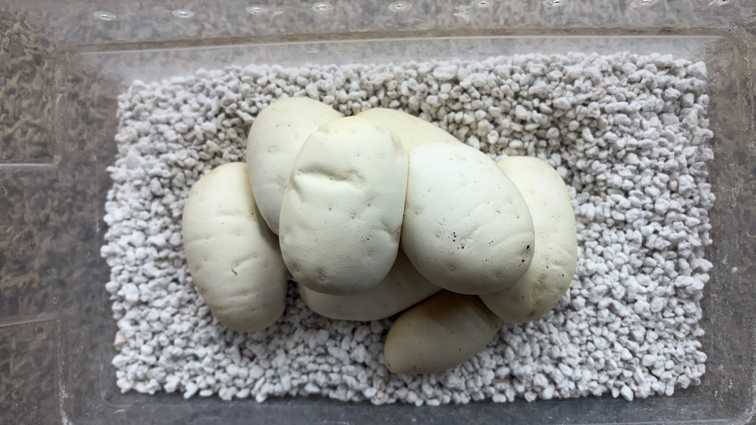 2026, clutch, went bad in the incubator